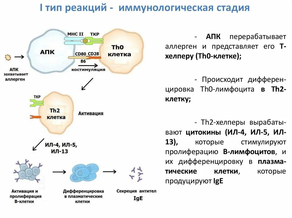 Реакция функционального ответа. Схемы механизмов иммунопатологических реакций. Механизм иммунопатологических реакций 1 типа. Схема механизмов иммунопатологических реакций 1 типа. Механизм развития второго типа иммунопатологической реакции.