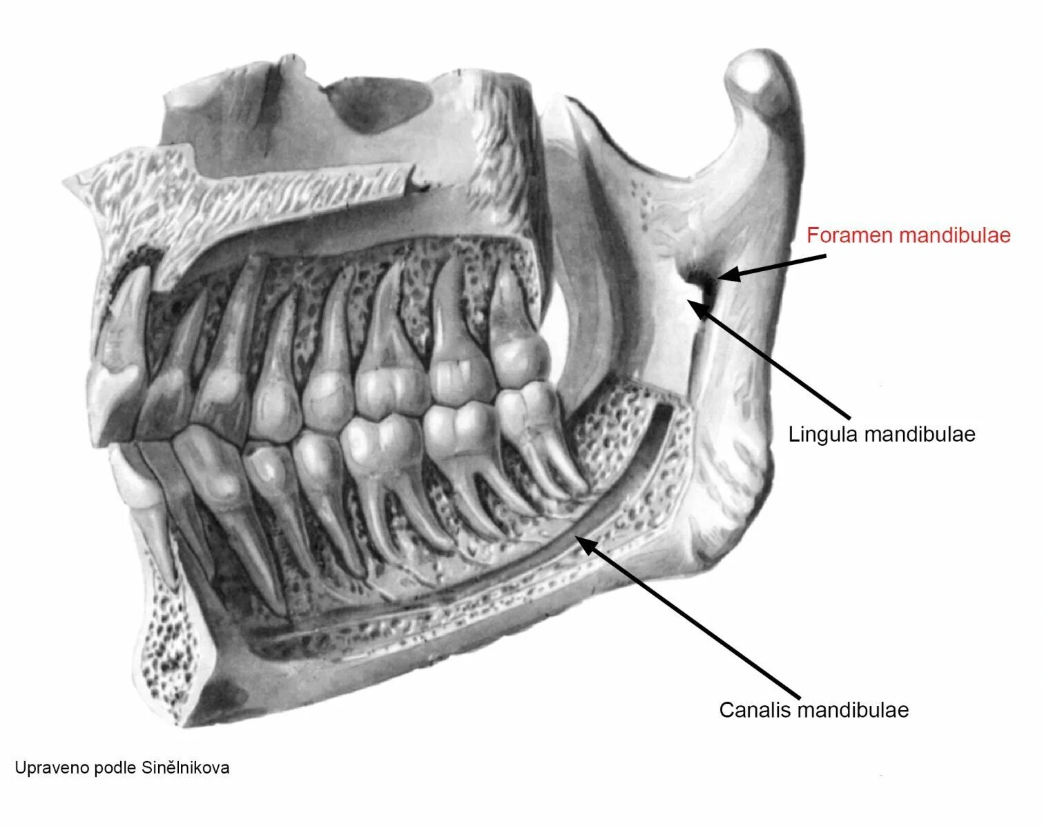 Анатомия верхней челюсти челюсти. Canalis mandibulae. Строение кости верхней челюсти. Canalis mandibulae alveolaris. Челюсть на английском
