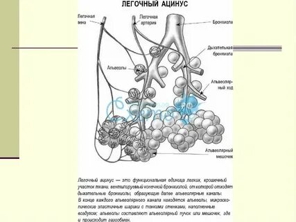 Структурно функциональными единицами легкого являются
