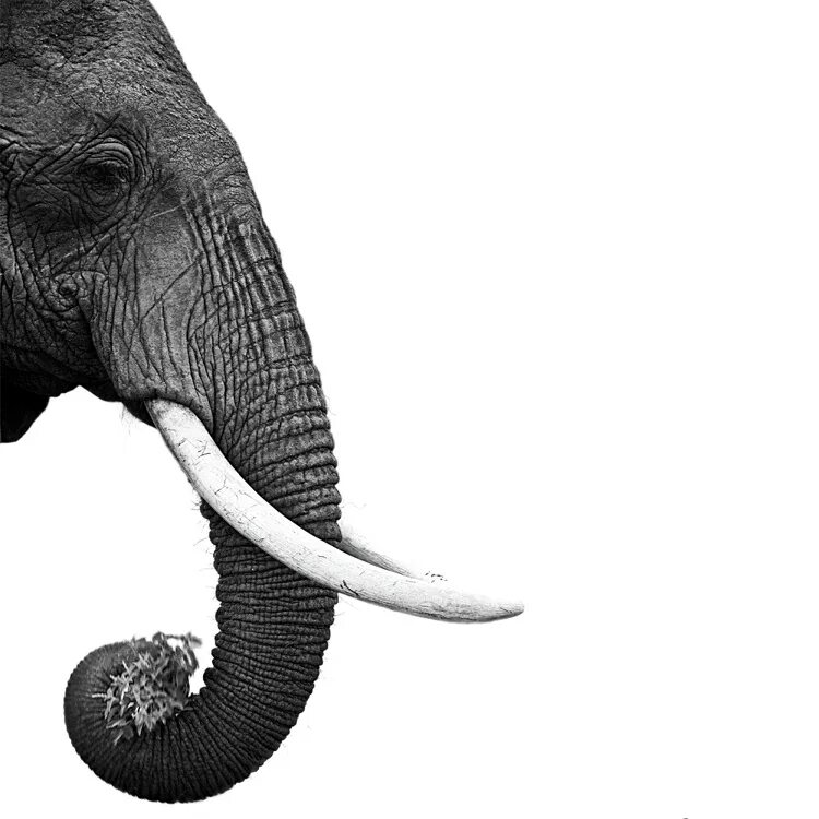 Хобот слона. Черно белый слон Постер. Слон на черном фоне. Черный слон. Черный слоник