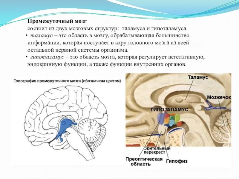 Таламус строение и функции. Промежуточный мозг таламус строение. Промежуточный мозг гипоталамус строение и функции. Промежуточный мозг состоит из таламуса и гипоталамуса.