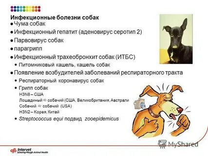 Инфекции у собак симптомы