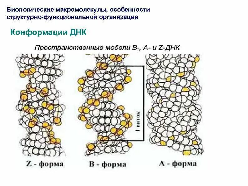 Макромолекула белка. Биологическая макромолекула. Биологическая макромолекула. Биологическая макромолекула. Биологическая макромолекула.