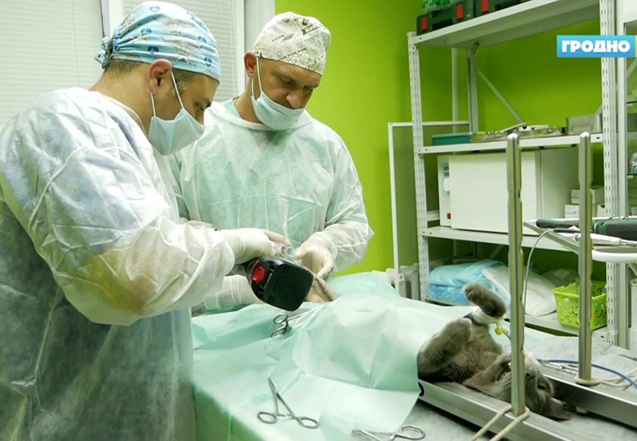 Белоруссия провела операцию. Ветеринар проводит операцию.