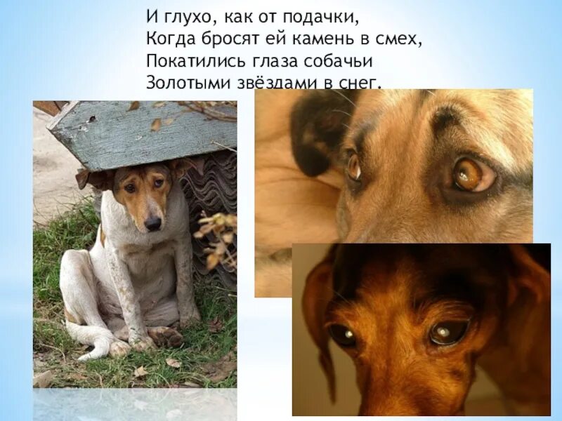 Глаза покинутой собаки стих. Бездомные собаки. Рассказ глазами собаки. Стих про собаку. Рассказ глазами собаки.