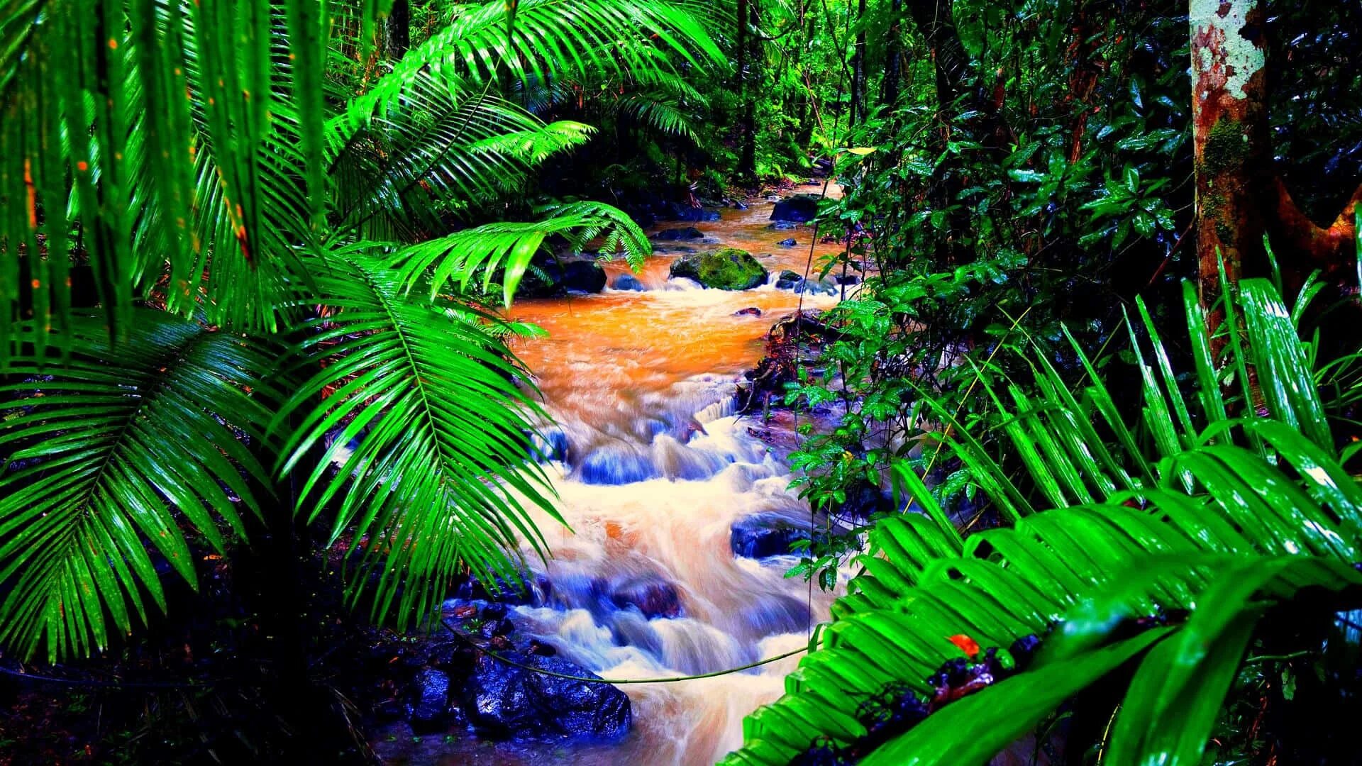 Тропикал Рейнфорест. Тропические дождевые леса Амазонии. Amazon Rainforest=тропические леса амазонки. Амазонские джунгли тропический водопад.