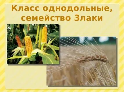 3 культурные растения однодольные