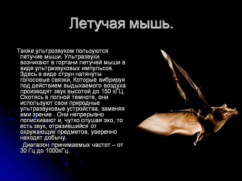 Какой тип сенсорной системы используют летучие мыши. Летучая мышь ультразвук. летучая мышь доклад. сообщение о летучей мыши. краткая информация о летучей мыши.