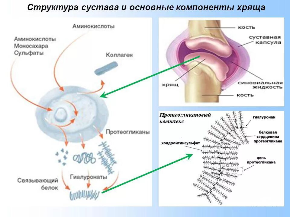 Строение суставного хряща. Гиалиновый хрящ структурные компоненты. Строение здорового сустава. Основные структуры хряща. Соединительная ткань гиалиновый хрящ.
