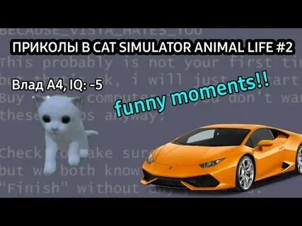 Cat animal life