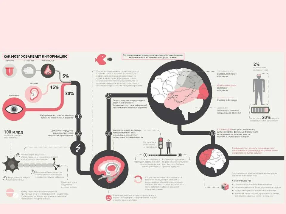 Мозг передается. Как мозг усваивает информацию. Как мозг усваивает информацию инфографика. Мозг обрабатывает информацию. Как мозг запоминает информацию.