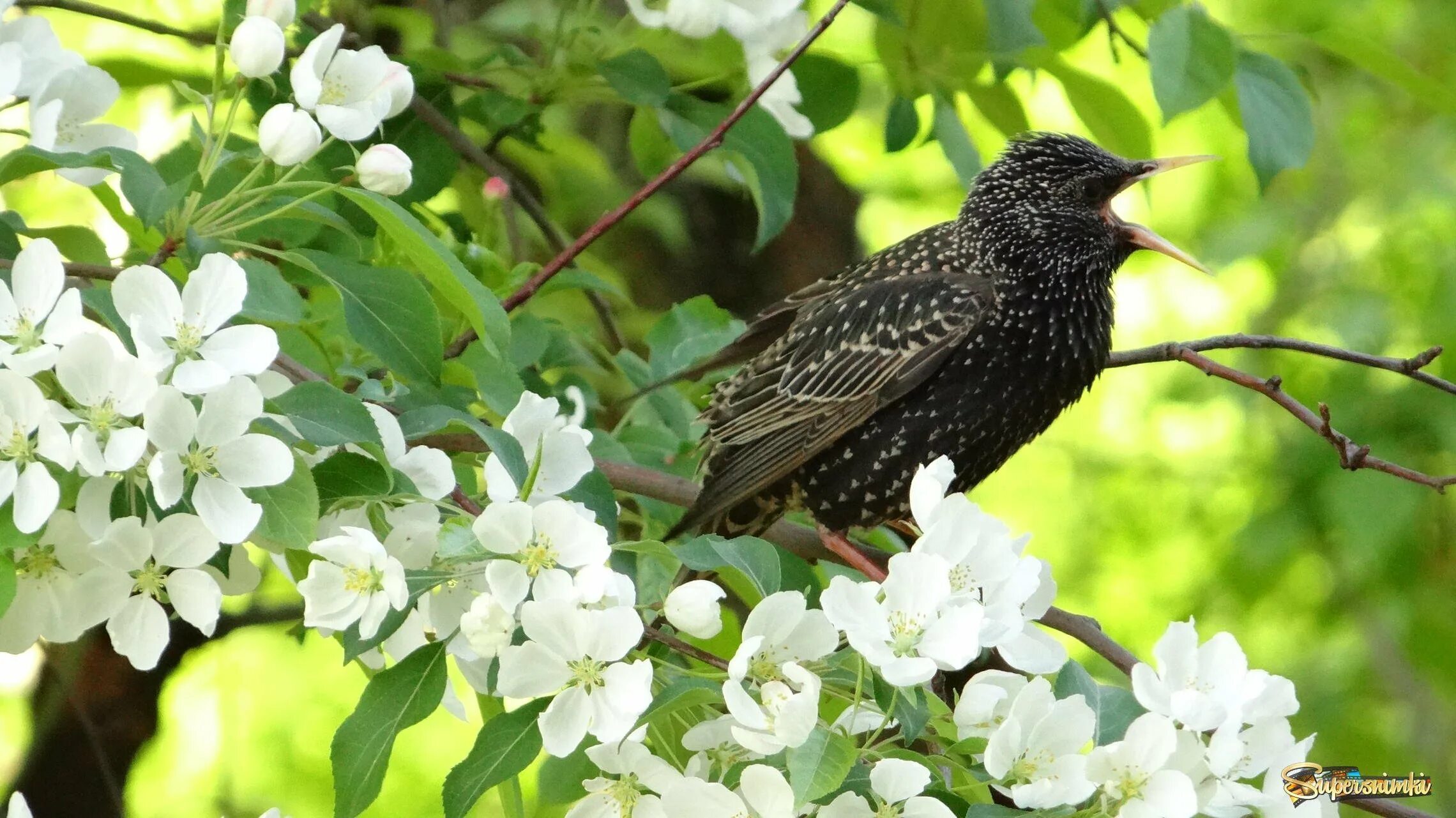 день сирени в царском селе. птицы на светлом фоне. сирень обыкновенная primrose. сирень цветет и птицы прилетают. весенний пейзаж.