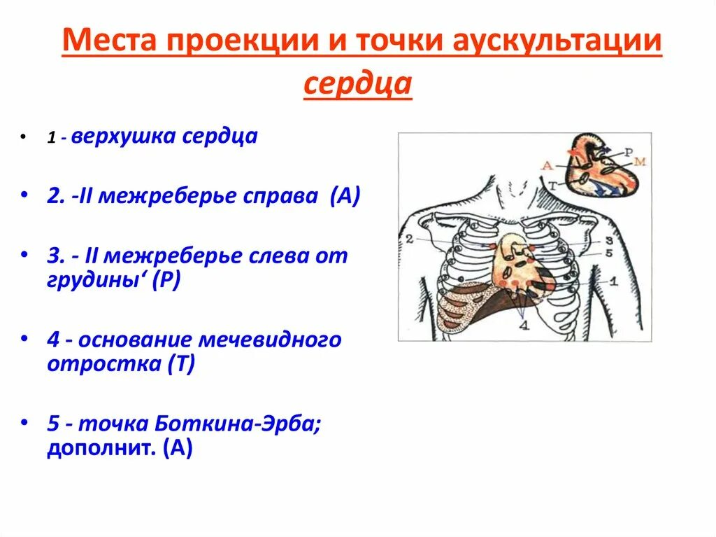 Аускультация сердца межреберья. Точка аускультации 2 тона. Аускультация сердца. Точки выслушивания сердца. Тоны сердца,. Точка выслушивания трехстворчатого клапана. Клапаны сердца на грудной клетке