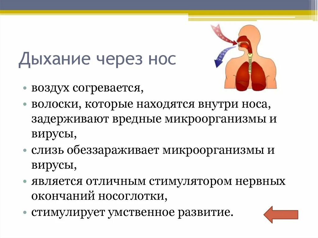 Дыхание через нос. Почему необходимо дышать через нос. Значение дыхания через нос. Важность носового дыхания. Дышать после ковида