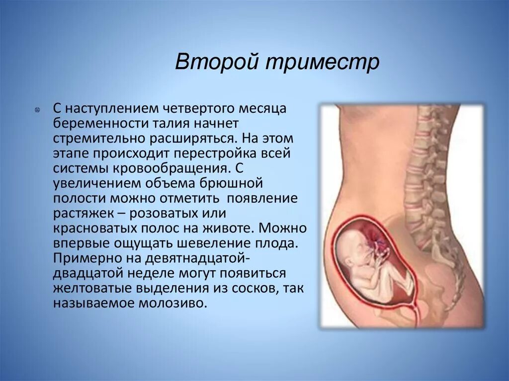 Вторая неделя беременности форум. Второй триместр беременности. Триместры беременности. 1 Триместр беременности. Строение при беременности 2 триместр.