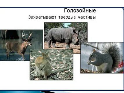 Голозои примеры