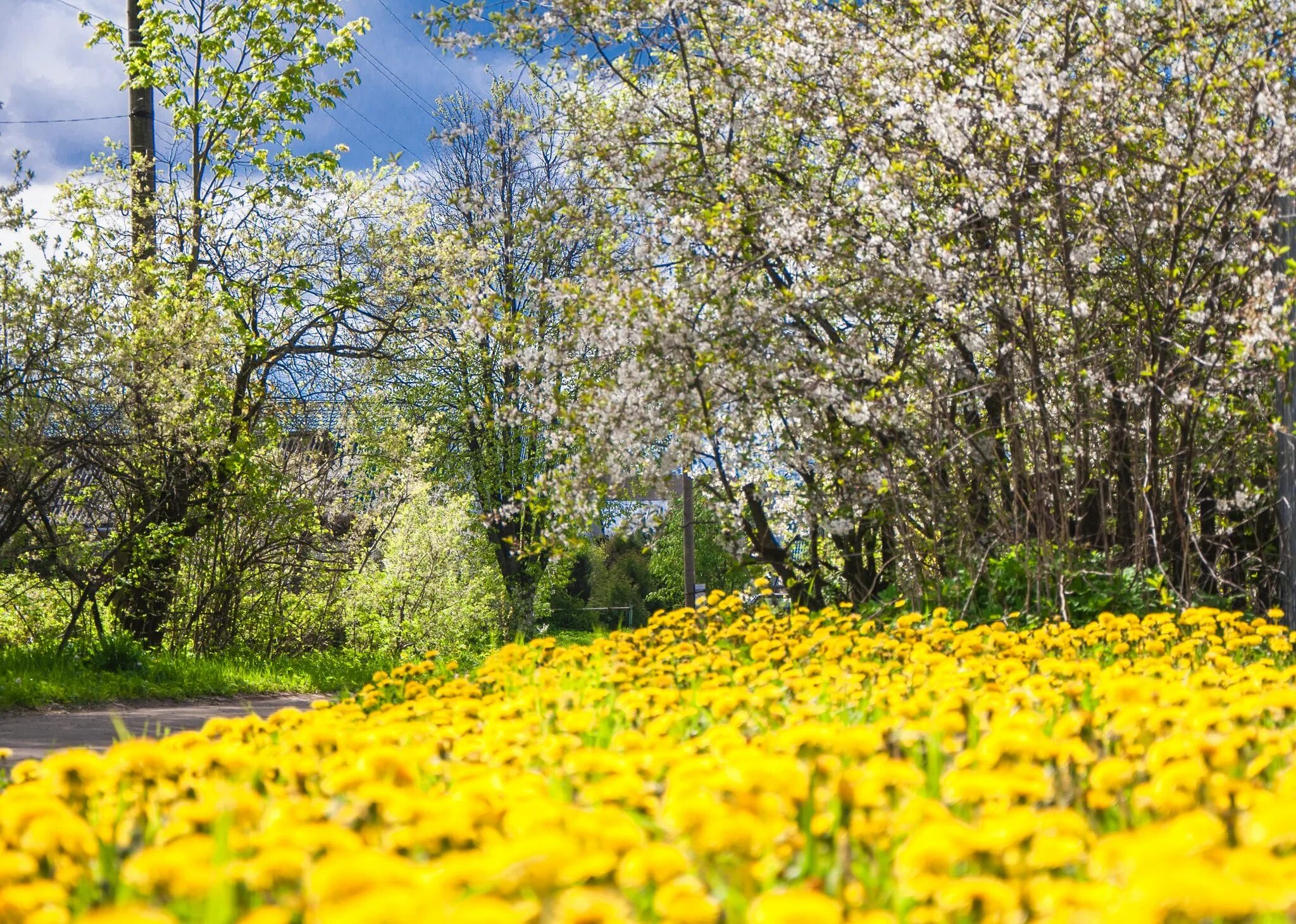 Весна жара. Солнечный майский день. Весна солнце цветы. Весеннее солнце. Май природа.