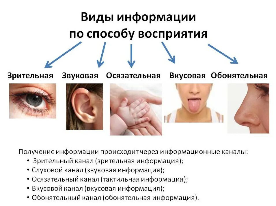 Каналы восприятия информации. Типы восприятия информации. Способы восприятия информации. Способы восприятия информации человеком.