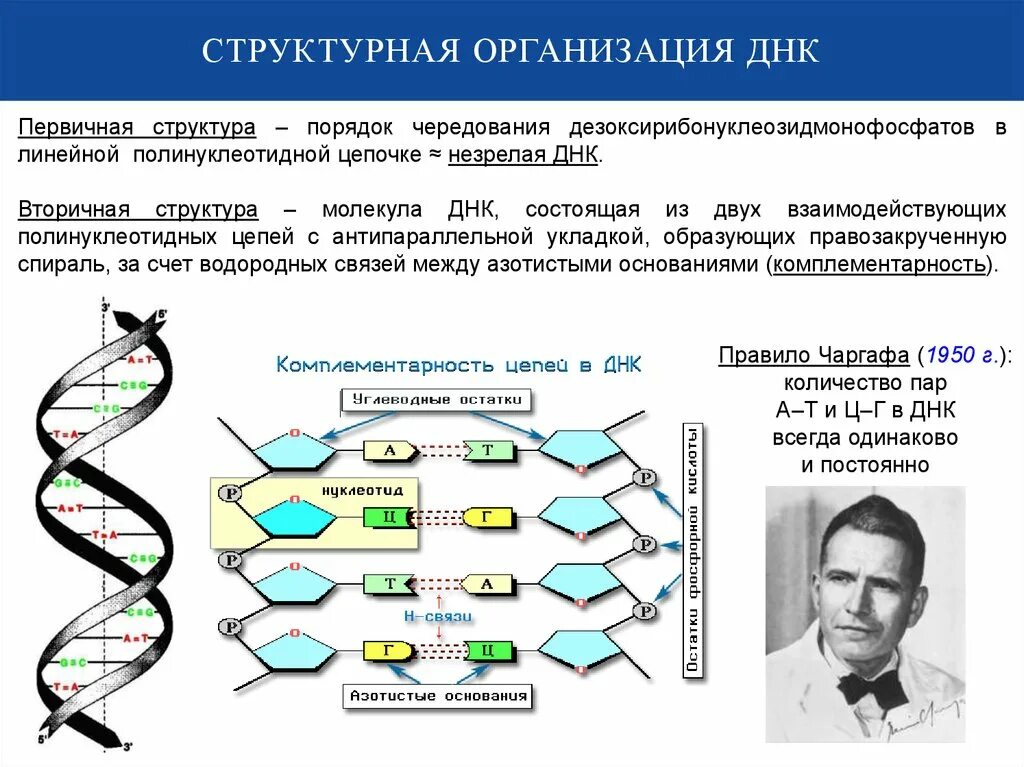 Уровни структурной организации ДНК. Структурная организация ДНК: третичная структура. Первичная и вторичная структура ДНК. Первичная структура ДНК полинуклеотидная цепь.