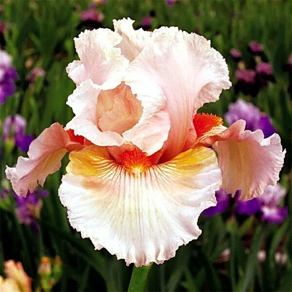 ирис unspoken passion. ирис танжерин шарм. ирис repertoire. бородатый ирис tropical passion. ирис platinum class.