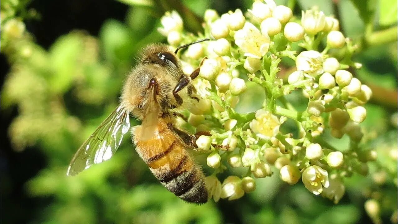 Big honey. Пчела APIS mellifera scutellata. Africanized Bee Killer. Гибрид пчелы. Гибрид африканской пчелы.