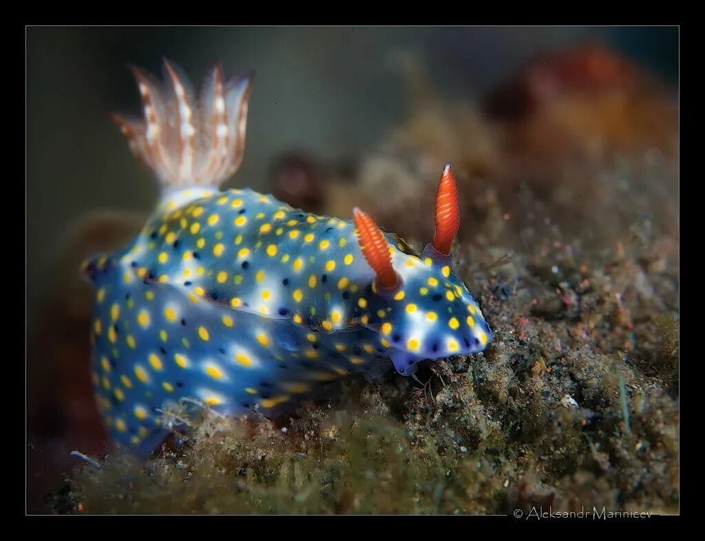 Голожаберные моллюски. Hypselodoris infucata. Необычные морские обитатели. Жители океана.