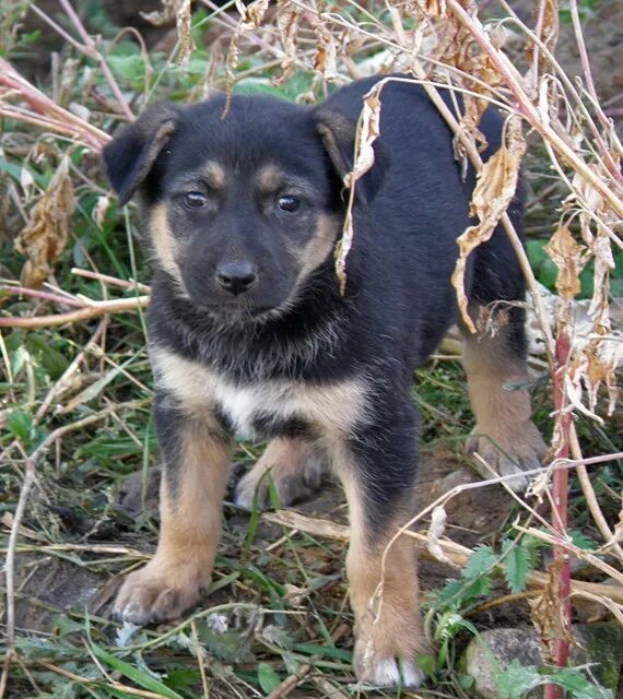 Метис немецкой овчарки и лайки. Метис овчарки. Щенок восточно европейской овчарки 2 месяца метис. Метис овчарки. Щенок метис овчарки.