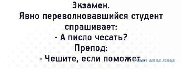Выражение чесать. Писло чесать анекдот. писло чесать картинки. писло чесать мем.