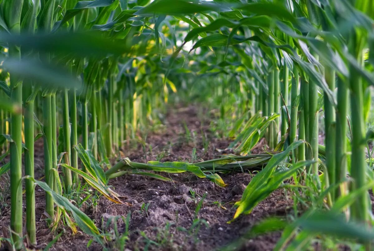 Как посеять кукурузу. Проростки кукурузы. Всходы кукурузы. Посев поля кукурузы. Капельное орошение кукурузы.