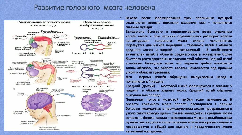 Стадии формирования головного мозга. Схему развития головного мозга человека. Схема развития головного мозга фронтальный разрез. Стадии развития головного мозга человека анатомия.