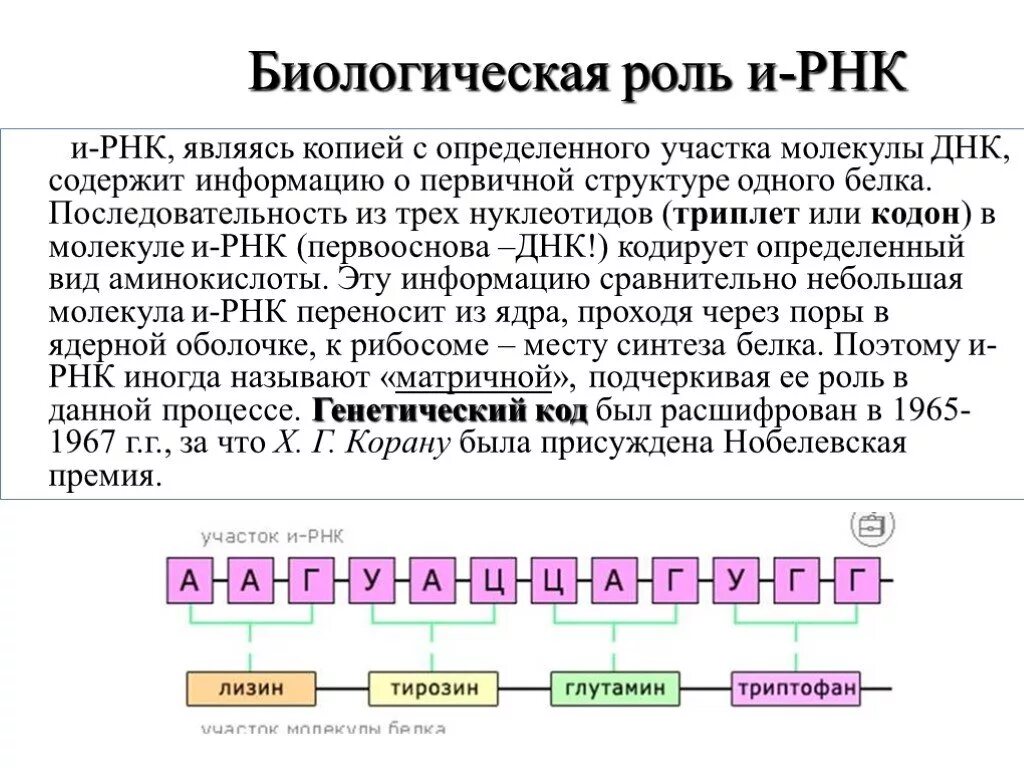 Биологическая роль РНК кратко. Биологическая роль и структура РНК. 9. Строение и биологическая роль РНК. Биологическая рольрнгк. Биологические свойства рнк