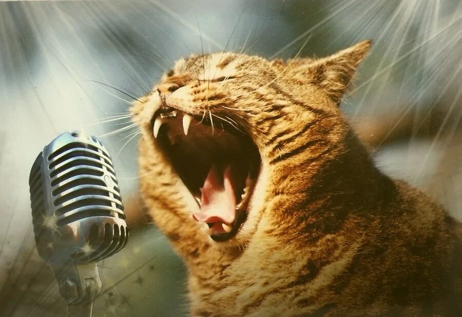 Есть песня поет. Кот поет в микрофон. Орущий кот. Орать. Кричащий кот.