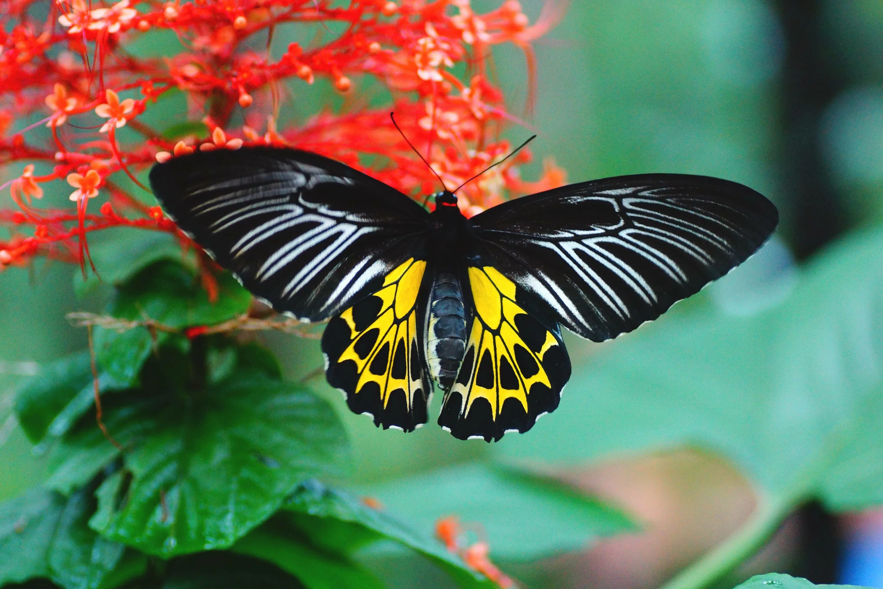 Название самых красивых бабочек. Тройдес бабочка. Золотая Птицекрылка бабочка. Бабочка Troides Minos. Золотистый Птицекрыл бабочка.
