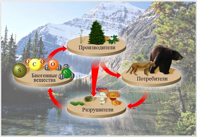 Производители потребители Разрушители. Производители, потребителиhfpheibntkb. Экосистема производители потребители Разрушители. Потребители производители и Разрушители в природе. Живые организмы производители потребители разрушители