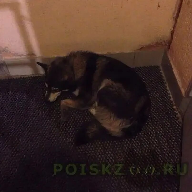 Найдена собака спб сегодня. Найденные собаки длинношерстные таксы. Потерялась собака спб сегодня фото. Найденные собаки спб. Найденные собаки спб.