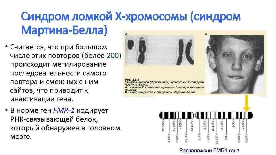 Удвоение хромосом какая мутация