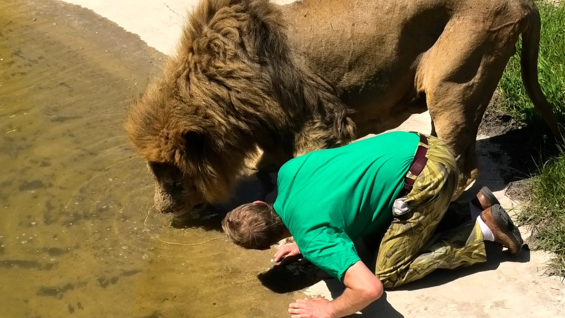 Лев помогавший
