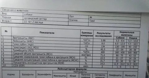 Расшифровка анализов собаки