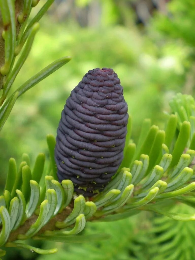 Г пихта. Пихта бальзамическая шишки. Пихта абиес кореана. Пихта семенова. Пихта цельнолистная.