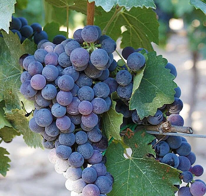 москатель сорт винограда. сорт винограда неро. сорт винограда неро. виноград неро описание сорта. неро д'авола сорт винограда сицилия.