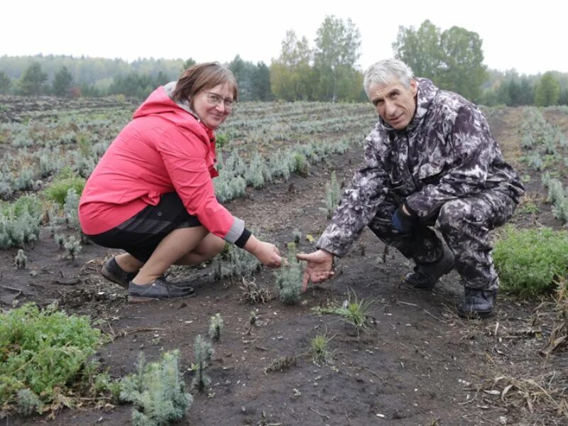 Погода элита красноярский. КГБУ Емельяновское лесничество. Лесничество Емельяновского района. Лесничество Емельяновского района Красноярского края. Емельяновский лесхоз Красноярского края.