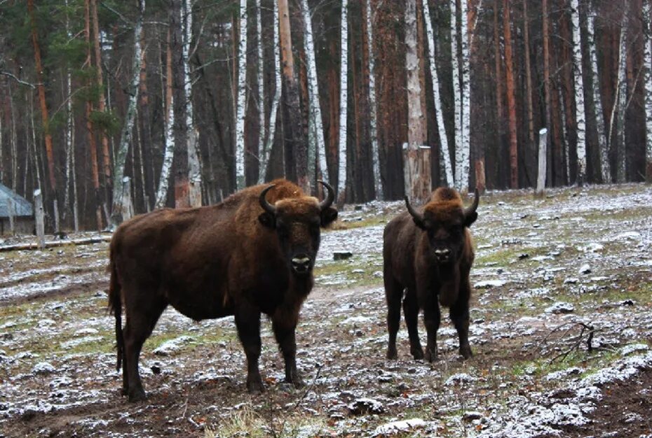 Бор животные. Мещера окский заповедник. брыкин бор заповедник. брыкин бор зубры. брыкин бор рязанская область заповедник.