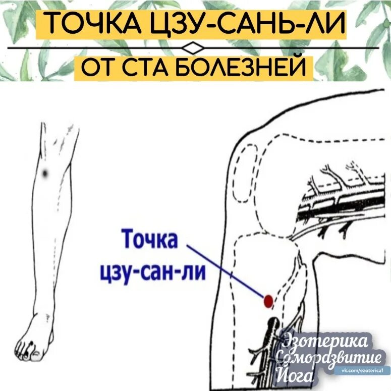 Как найти точку долголетия. Точка Цзу-Сань-ли. Цзу-Сань-ли точка долголетия. Точка е 36 Цзу-Сань-ли. Цзу-Сань-ли точка акупунктуры.