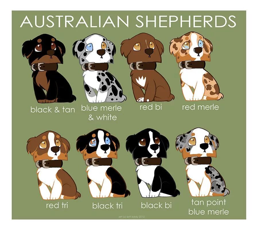 Australian Shepherd color genetics Aussie shepherd, Australian shepherd dogs, Re