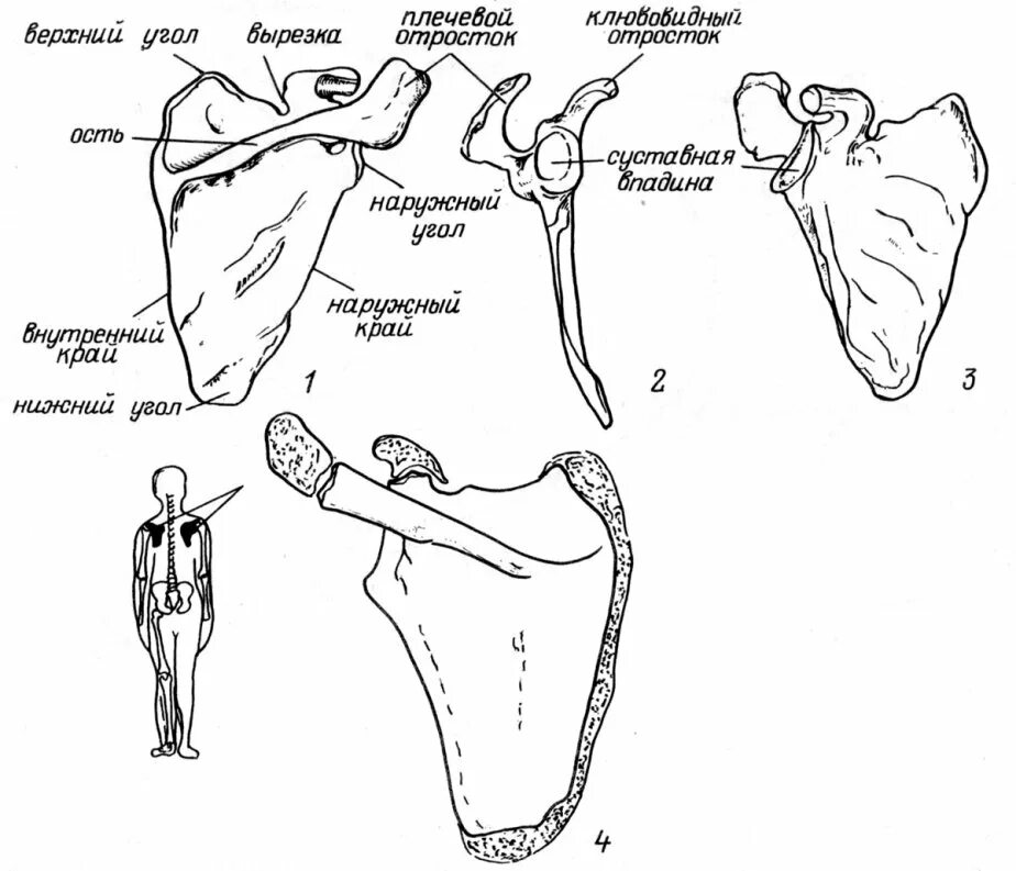 Строение лопатки человека анатомия. Кости лопатки анатомия. Лопатка анатомия Сапин.