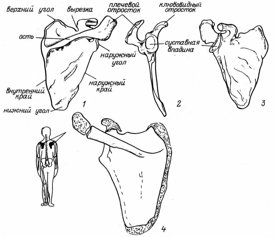 Лопатка человека анатомия. Строение лопатки человека анатомия. Кости лопатки анатомия. Лопатка анатомия Сапин.
