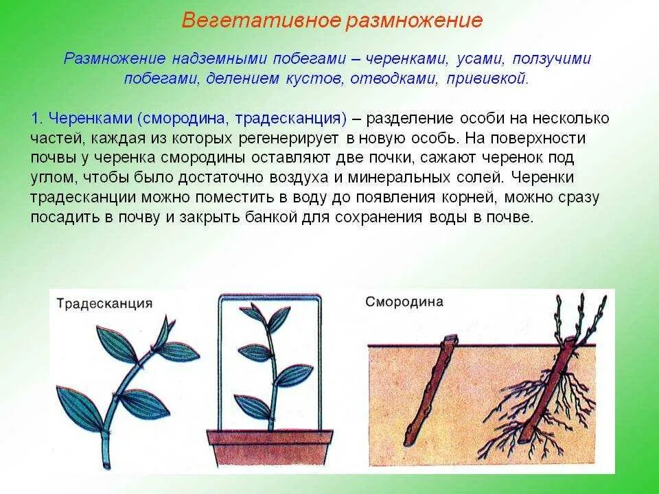 Вегетативное размножение у однодольных. Вегетативное размножение рисунок процесса. Процесс вегетативного размножения растений. Процесс жизнедеятельности растений вегетативное размножение. При вегетативном размножении используются