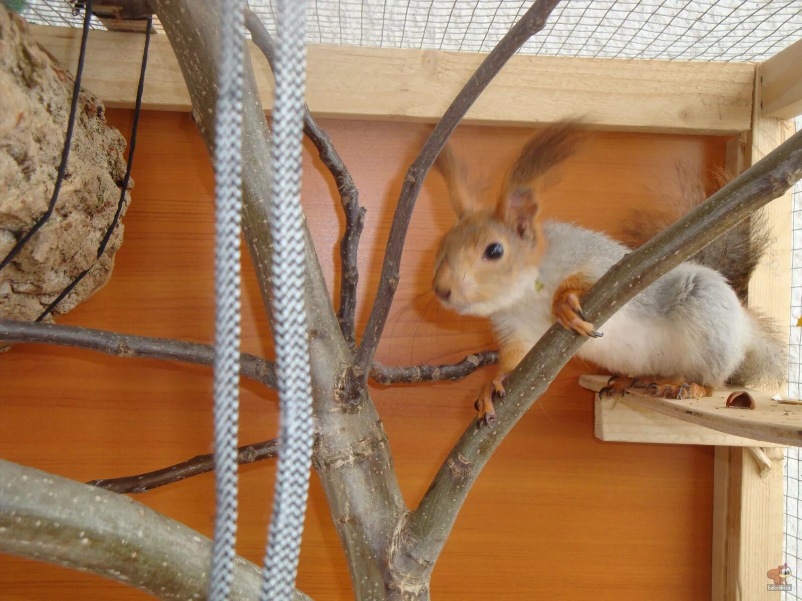 декоративная белочка домашняя. ручная белка. бельчонок. домашние белки. домашние белки.