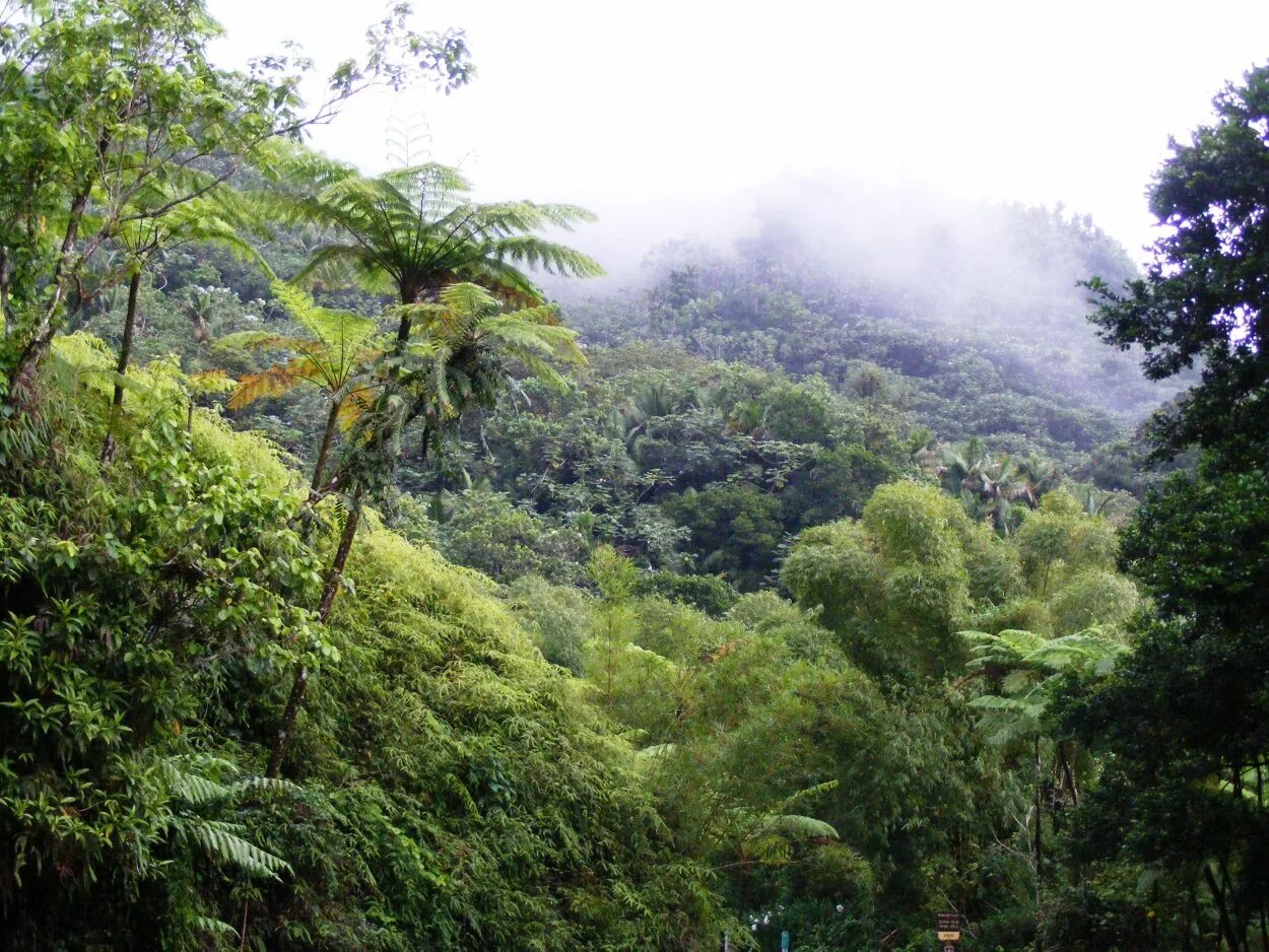 Тропические горные вечнозелёные леса. Вечнозеленые леса Северной Америки. Субтропические дождевые леса климат. Влажные тропические и субтропические леса Африки.