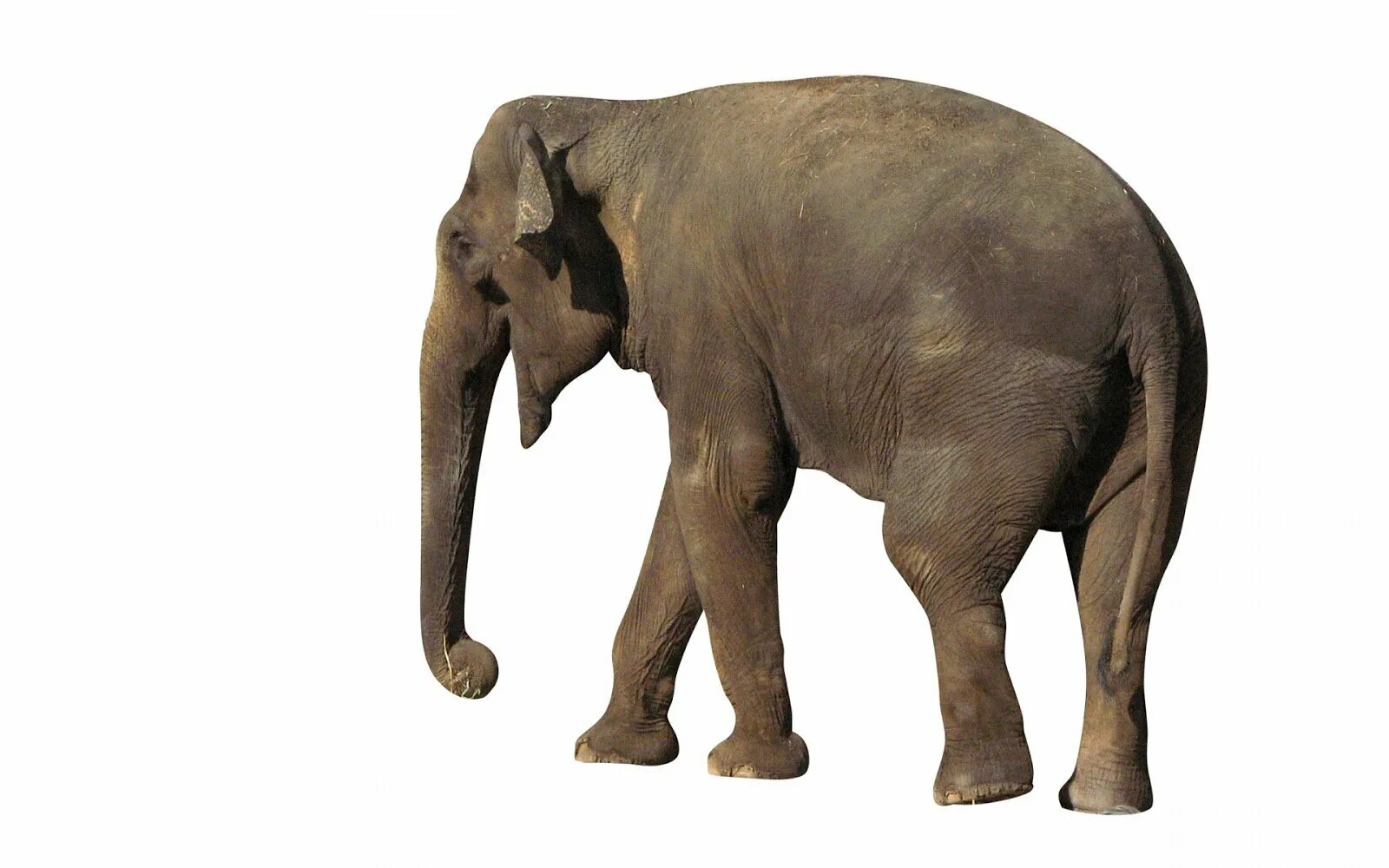 Тигр лев жираф слон. Верблюд/слон. Слон на белом фоне. Карточка с изображением слона. Слоненок на белом фоне.